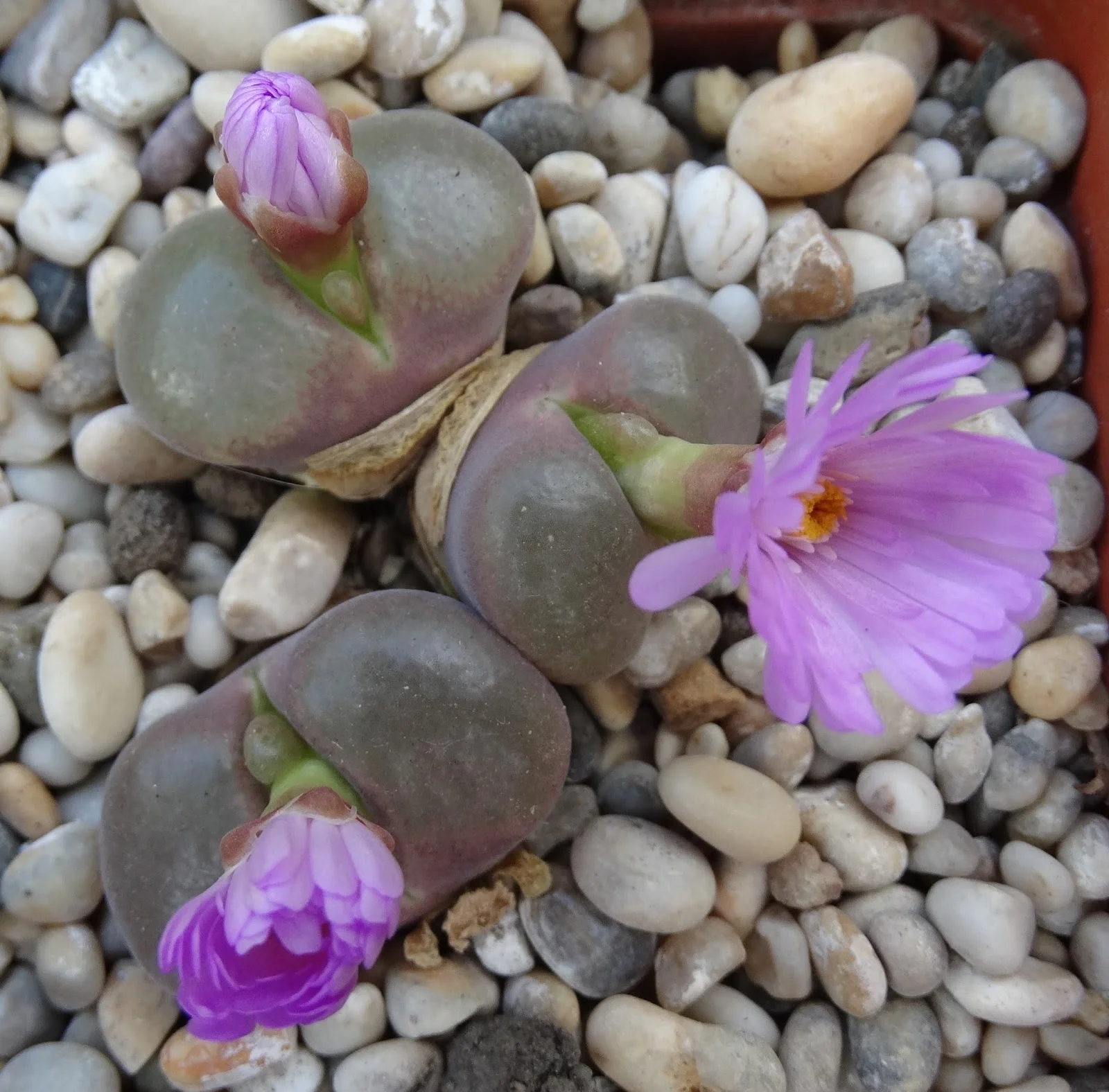 Conophytum praesectum - 20 seeds — rareplant